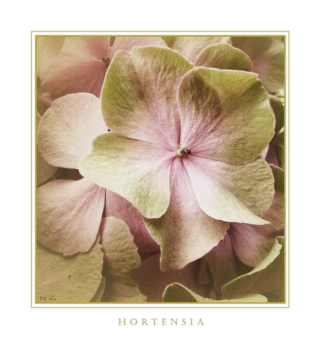 Canvas Hortensia