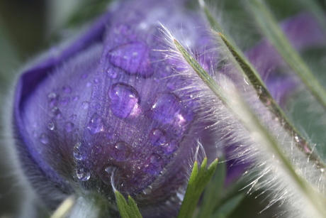 paarse bloem