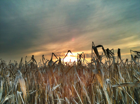 Maisveld bij zonsondergang