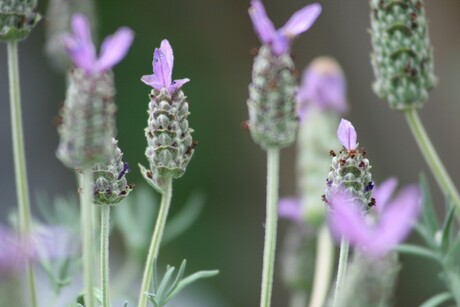 Lavendel