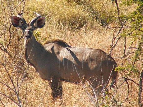 Kudu in Kruger Park