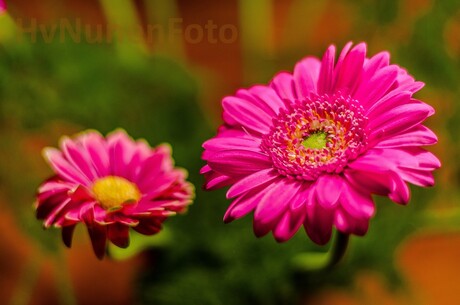 161019 Achtertuin Gerbera-3974