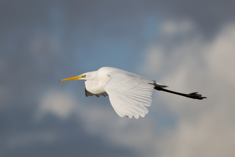 Grote Zilverreiger