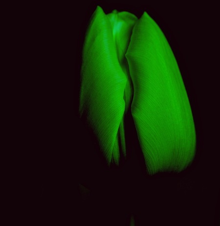 tulp in het groen - Spelen met licht. - foto door 52helma op 05-02-2021