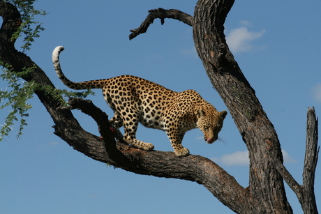 Luipaard in Namibie