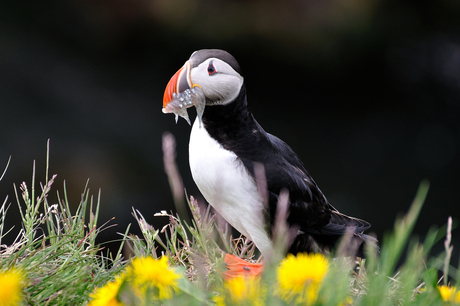 Puffin/IJsland