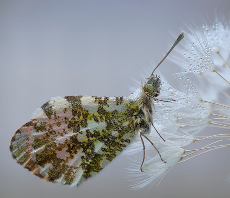 Covered with dew