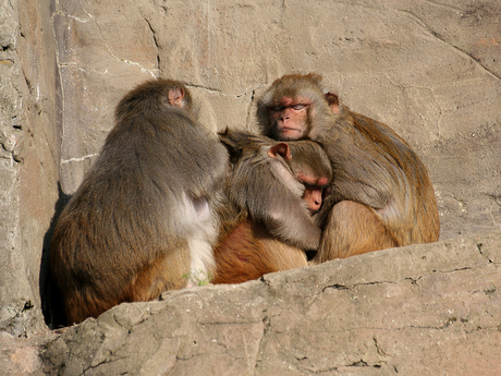 Familie dutje