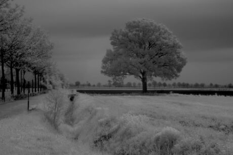 foto met IR filter omgezet naar zwart wit