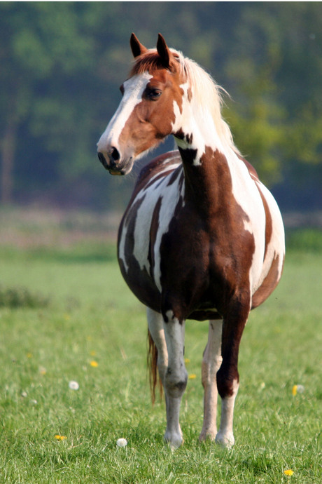 Paard