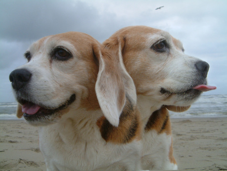 Beagle(s)