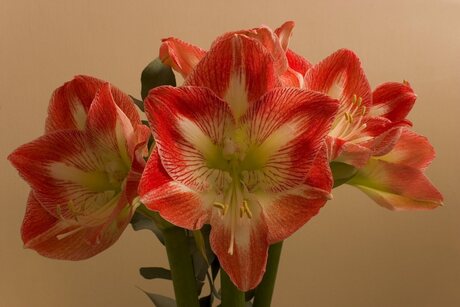 Amaryllis!!