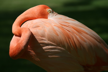baby-flamingo