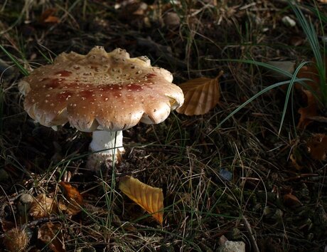 Herfst in het Spaanderswoud