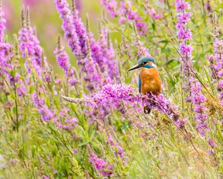 ijsvogel in de bloemetjes