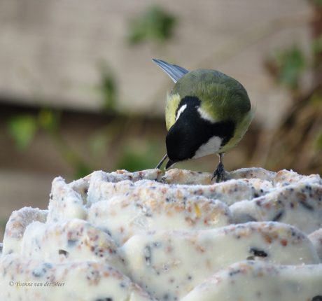 Lekker, weer een vogeltaart....