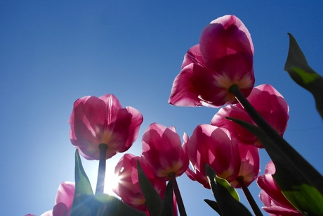 Roze tulpen