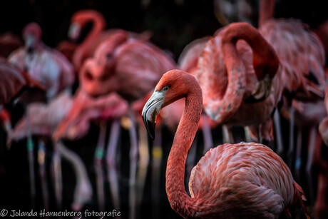 Flamingo's in AviFauna