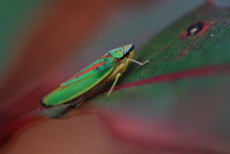 Rododendroncicade