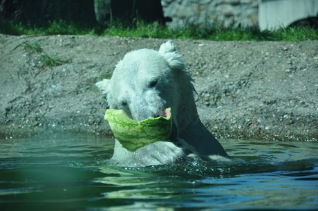 etende ijsbeer