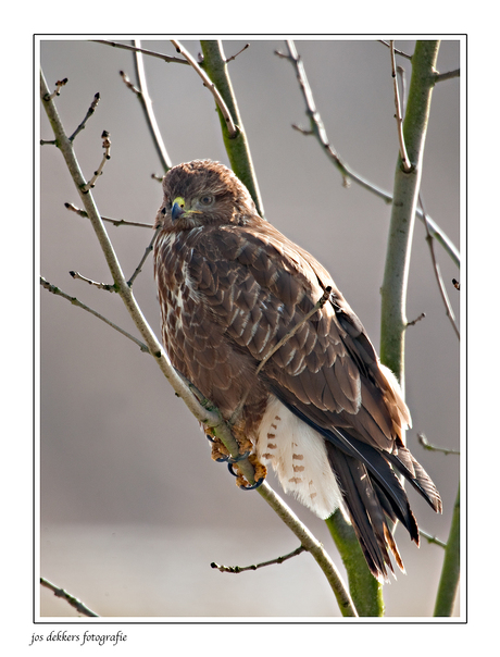 buizerd