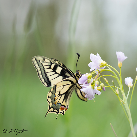 Koninginnenpage (Papilio machaon)