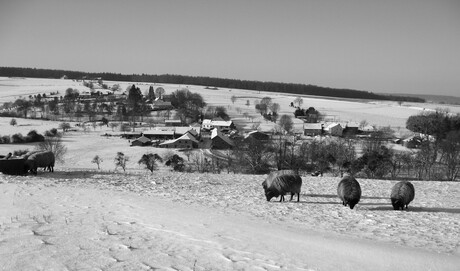 schapen grazen in de sneeuw