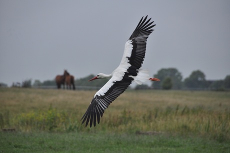 Gereed voor de landing