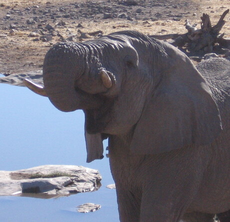 Drinkende Afrikaanse Olifant