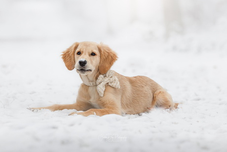 snow puppy