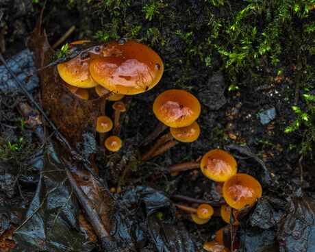 beetje kleur in de dorre natuur