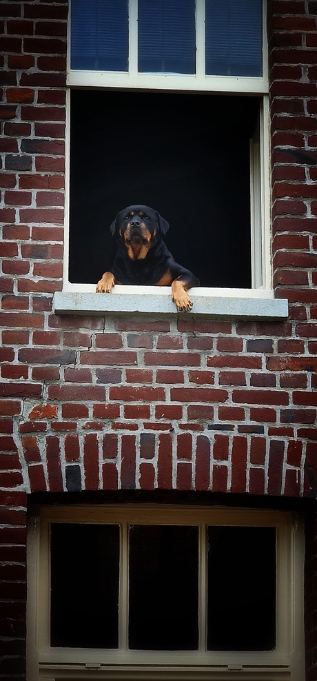 Rottweiler  op de uitkijk