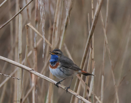 Blauwborstje