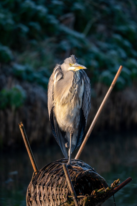 Reiger II