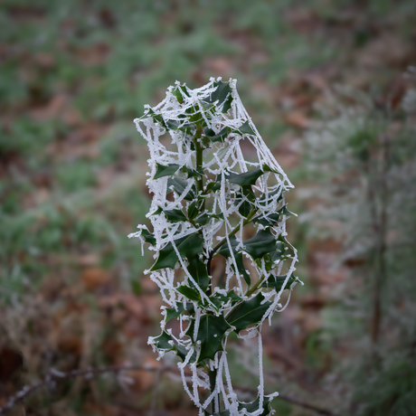 Kerstboom