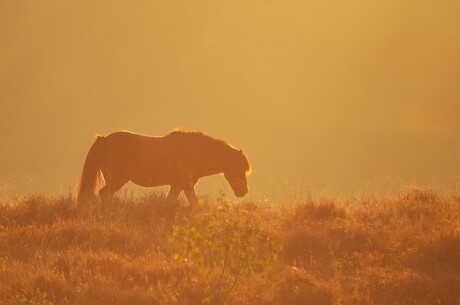 Horse by Sunrise