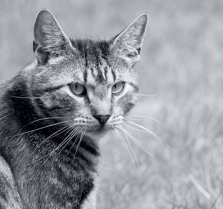 Regard intense.