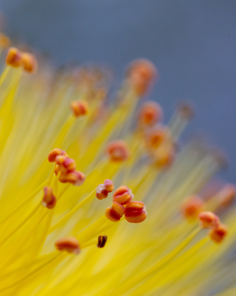 Hypericum