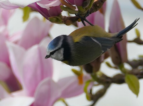 Ondersteboven van de Magnolia