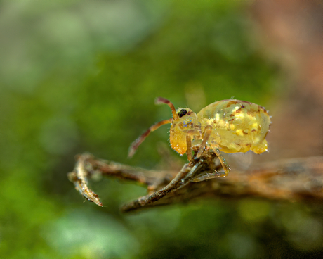 Springstaart (Dicyrtomina ornata?)