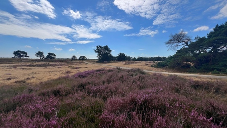 De Veluwe