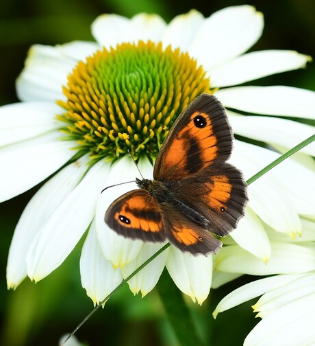 Oranje zandoogje ( Pyronia tithonus )