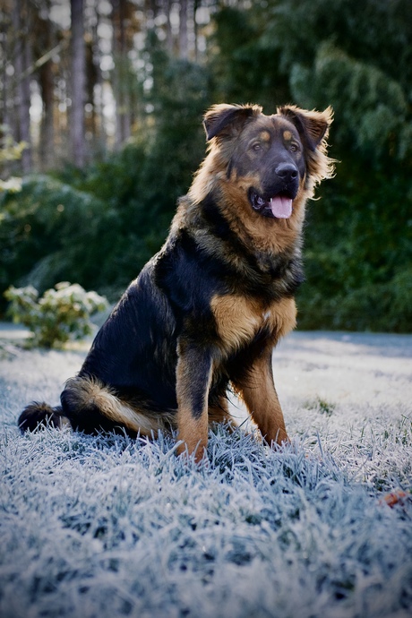 Baloe
