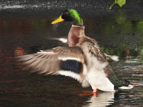 Evenwichtskunstenaar op glad ijs