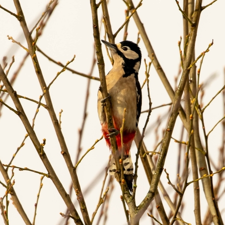 Grote bonte specht met een sneeuw buizerd op komst.