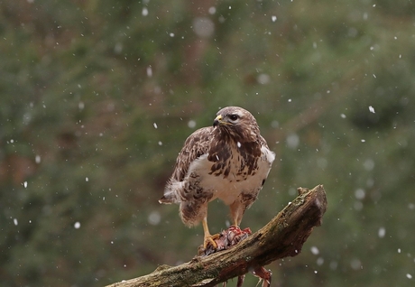 Buizerd i