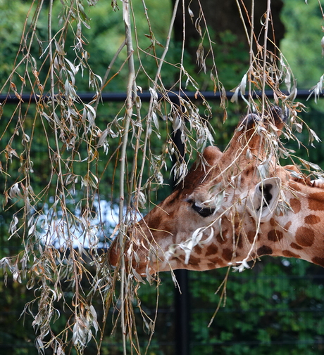 Giraffe