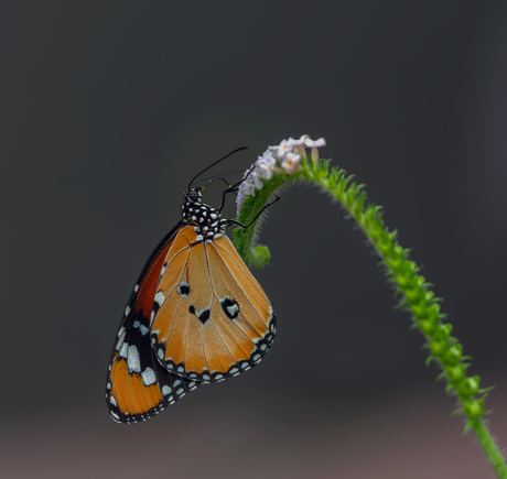Monarchvlinder.