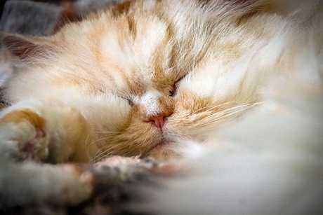 Sleepy times