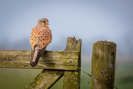 Torenvalk op een hek